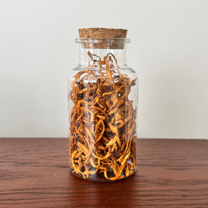 Cordyceps Flower