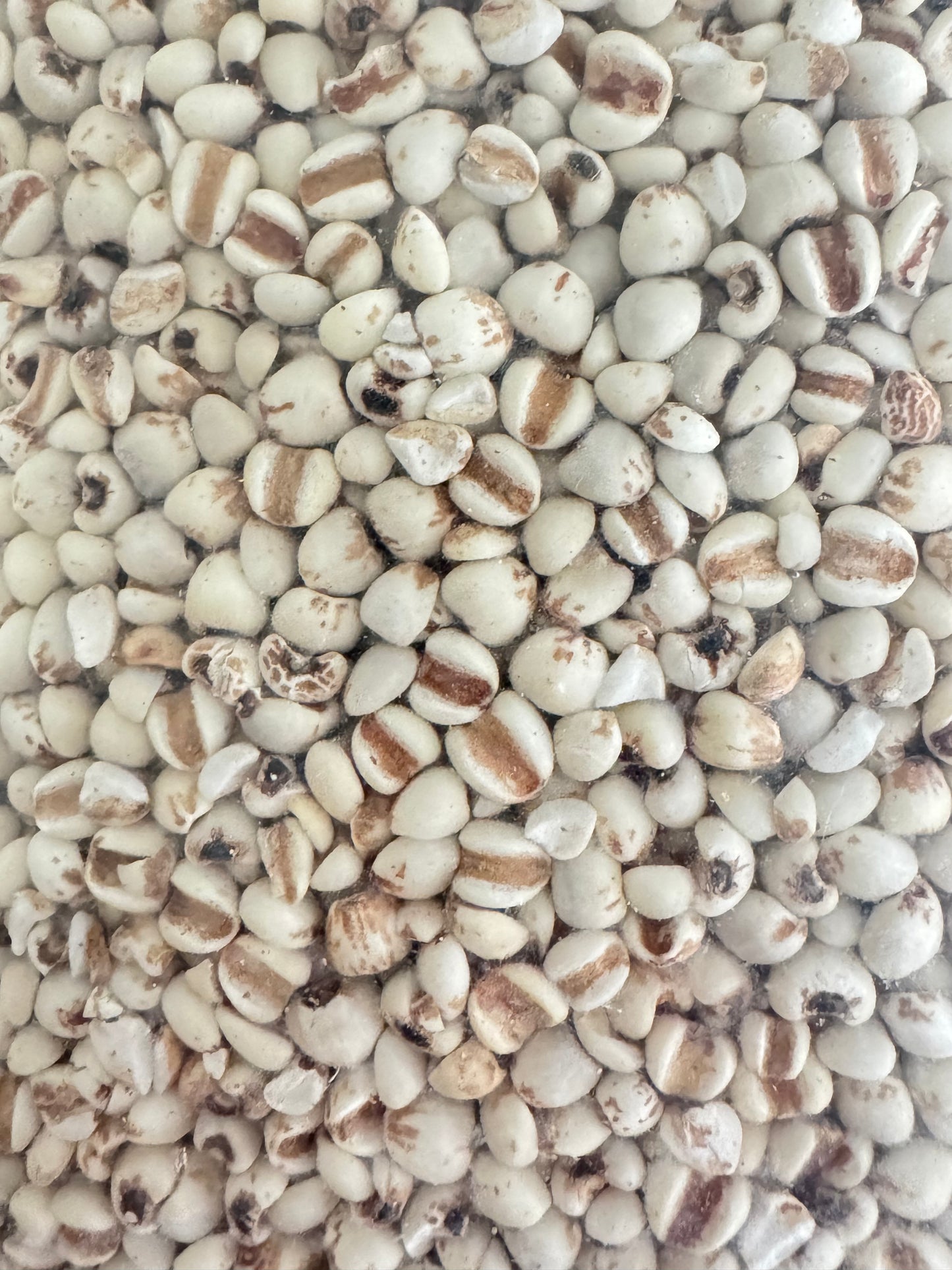 Coix Seed (Job’s Tears)