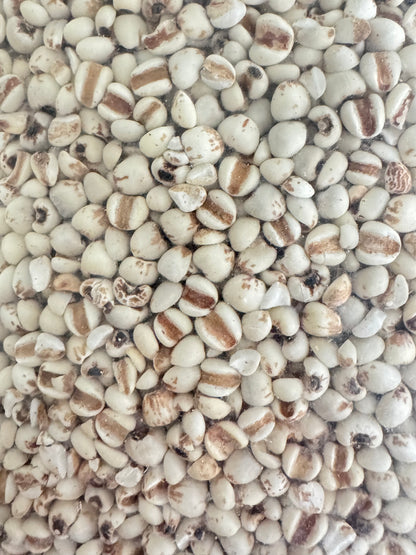 Coix Seed (Job’s Tears)