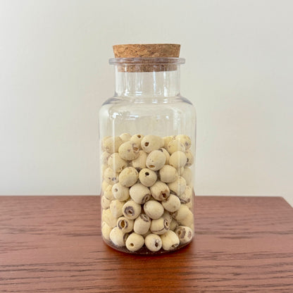 Lotus Seed (White) — Herbal Craft