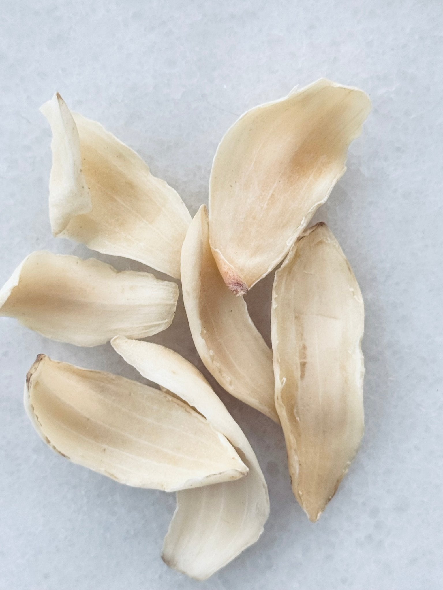 Longhair Lily Bulb - Herbal Craft