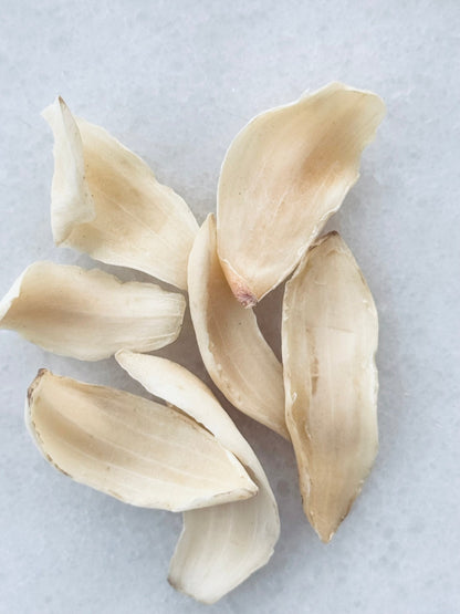 Longhair Lily Bulb - Herbal Craft