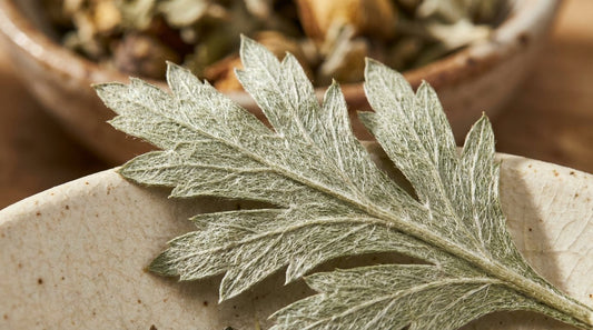 Mugwort - Herbal Craft
