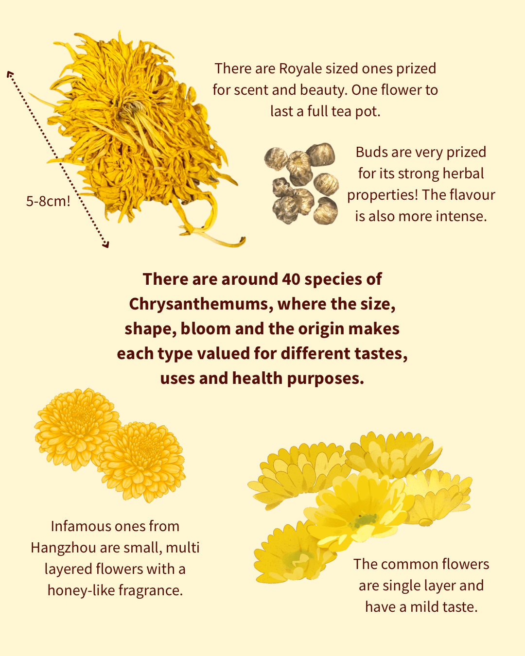Royal Chrysanthemum - Herbal Craft